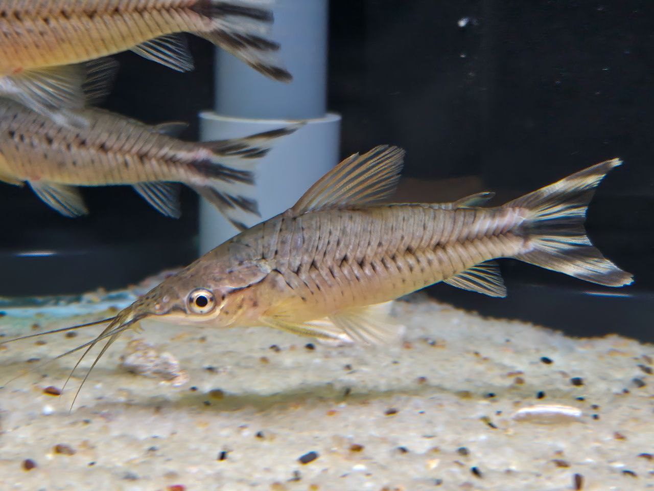 * Catfish *  Dianema urostriatum (Flagtail Porthole catfish) 6-8cm
