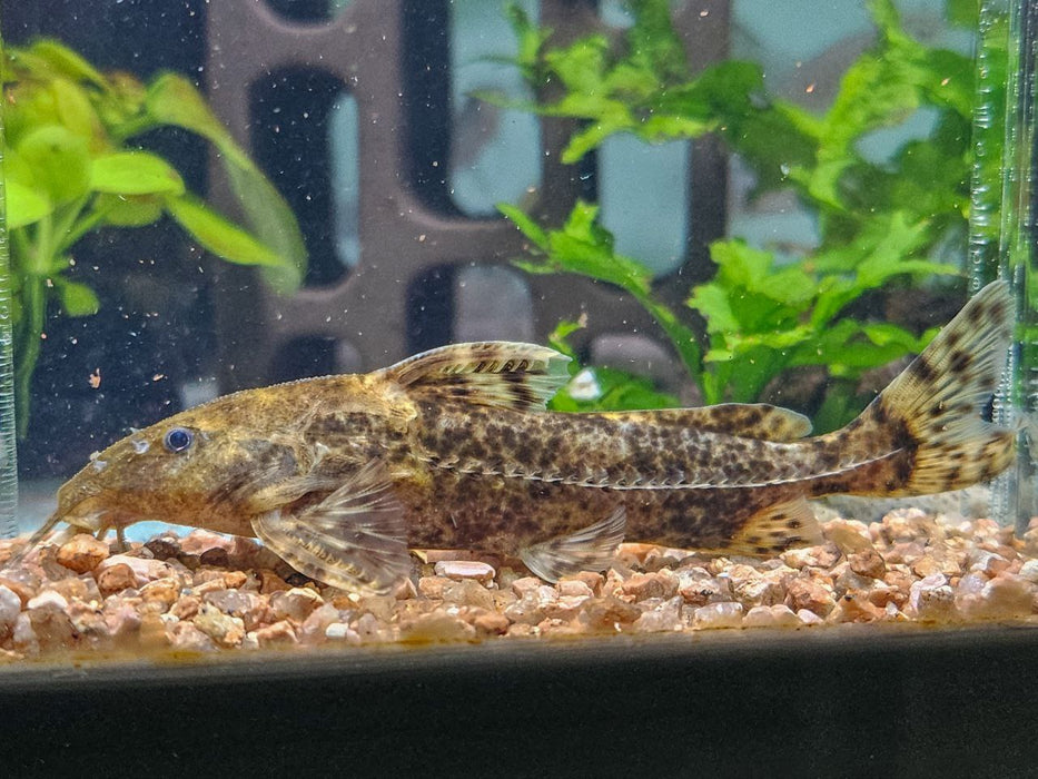 * Catfish * Rhinodoras dorbignyi 10cm