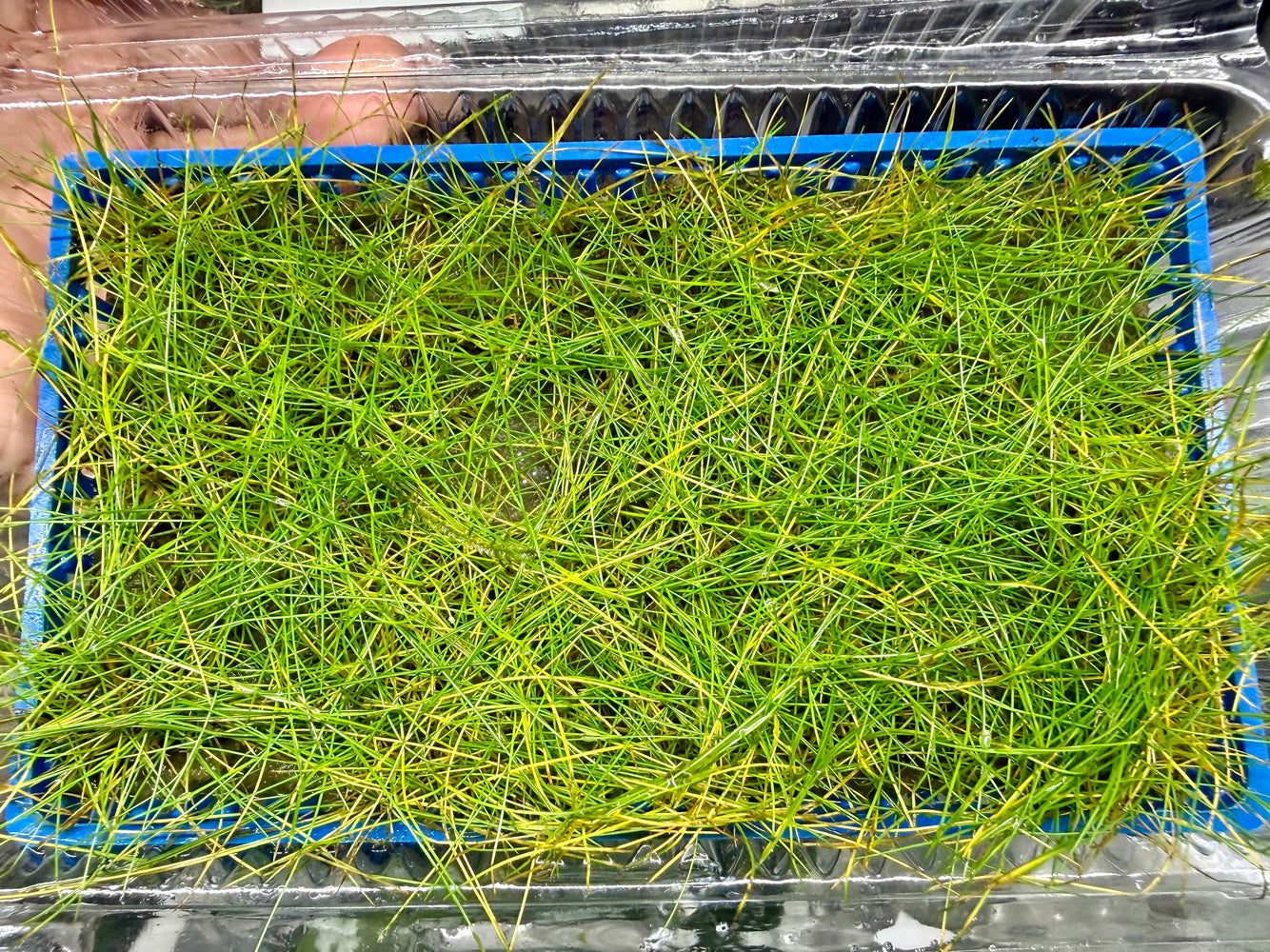 * Plants* Hairgrass Tray #HGT