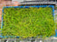 * Plants* Hairgrass Tray #HGT
