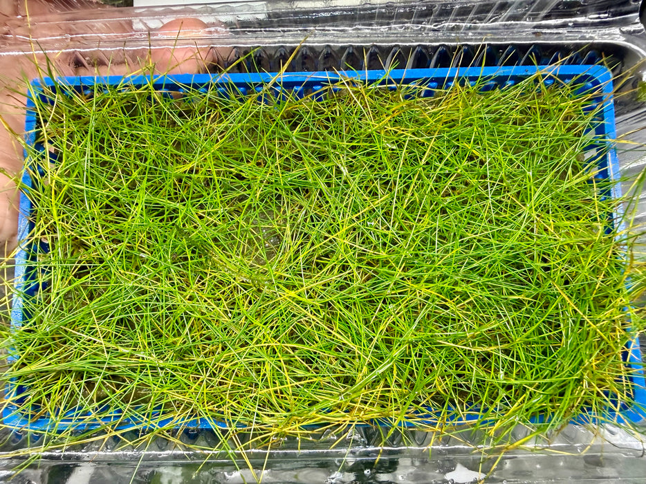 * Plants* Hairgrass Tray #HGT