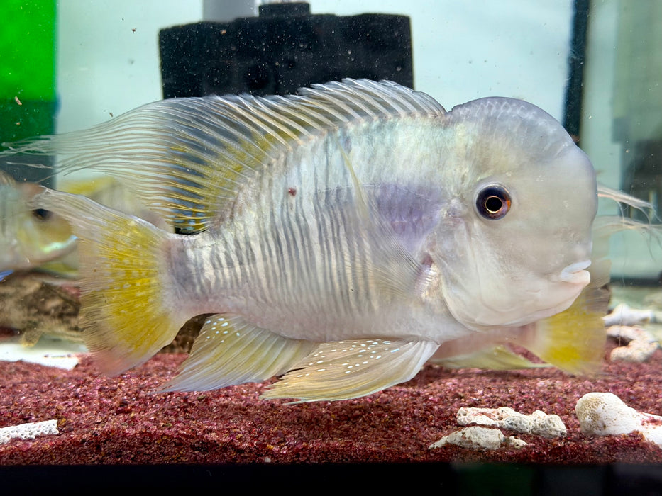 * Cichlids *  Gymnogeophagus balzanii (Argentine humphead) 12-16cm