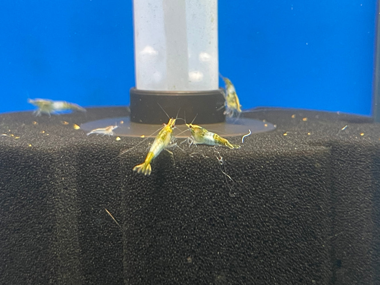 * Shrimps * Green Rili Shrimps (10 pieces)