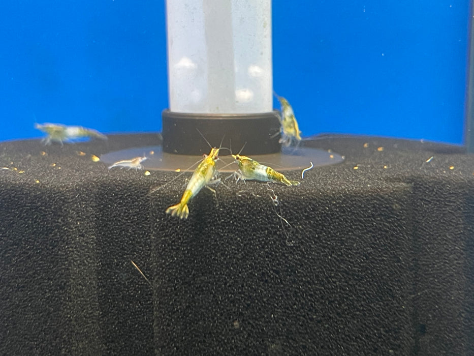 * Shrimps * Green Rili Shrimps (10 pieces)