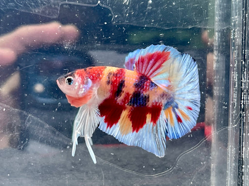 * Betta * Multicolour HMPK (Actual Fish) #PK01