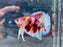 * Betta * Multicolour HMPK (Actual Fish) #PK01