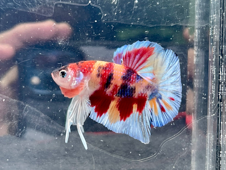 * Betta * Multicolour HMPK (Actual Fish) #PK01