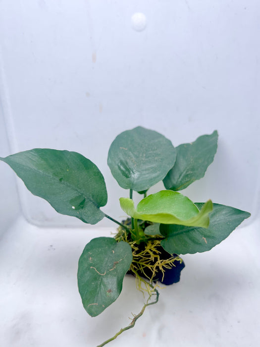 * Plants* Anubias Nana on wood (5x5cm)