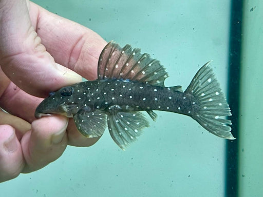 * Pleco *  Spectracanthicus punctatissimus (L30) 8-10cm