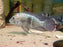 * Cichlids * Andinoacara rivulatus “Silver Seam” (White Saum Green Terror Cichlid) 10-13cm