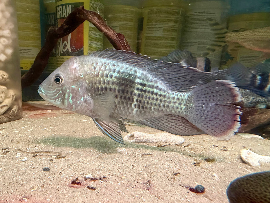 * Cichlids * Andinoacara rivulatus “Silver Seam” (White Saum Green Terror Cichlid) 10-13cm