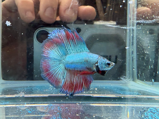 * Betta * Junior DTHM Doubletail Halfmoon (Actual Fish) #28