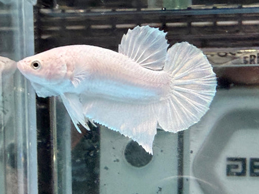 * Betta * HMPK (Actual Fish) #19