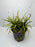 * Plants * Juncus Repens (Pot) (AA)