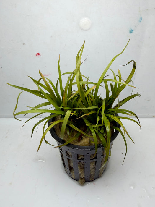 * Plants * Juncus Repens (Pot) (AA)