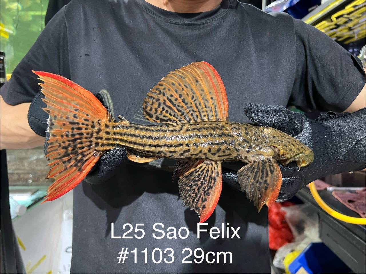 * Pleco *  L25 “Sao Felix ” #1103 29cm (Actual piece)