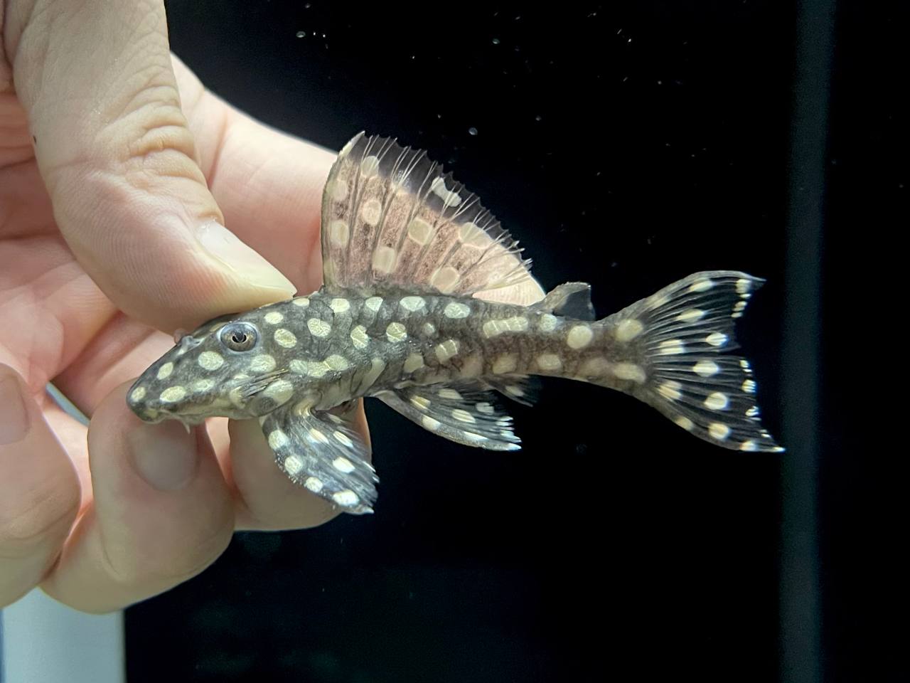 * Pleco *  Hypancistrus sp. (L201) 4-6cm