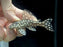 * Pleco *  Hypancistrus sp. (L201) 4-6cm