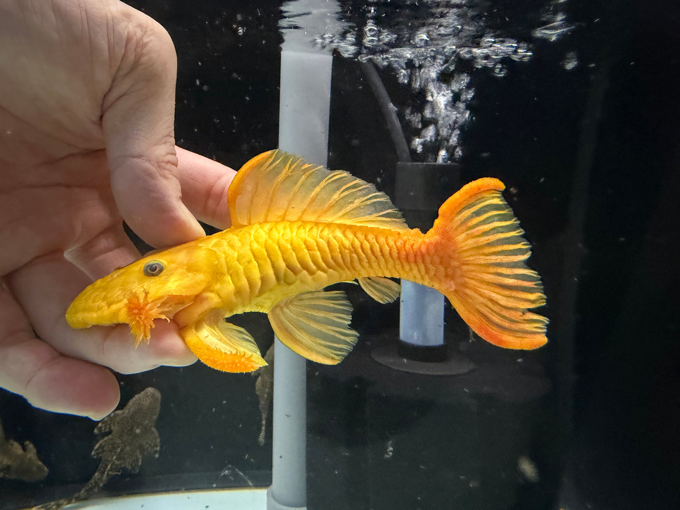 *Pleco* Xanto Pleco (Yellow) 14-16cm