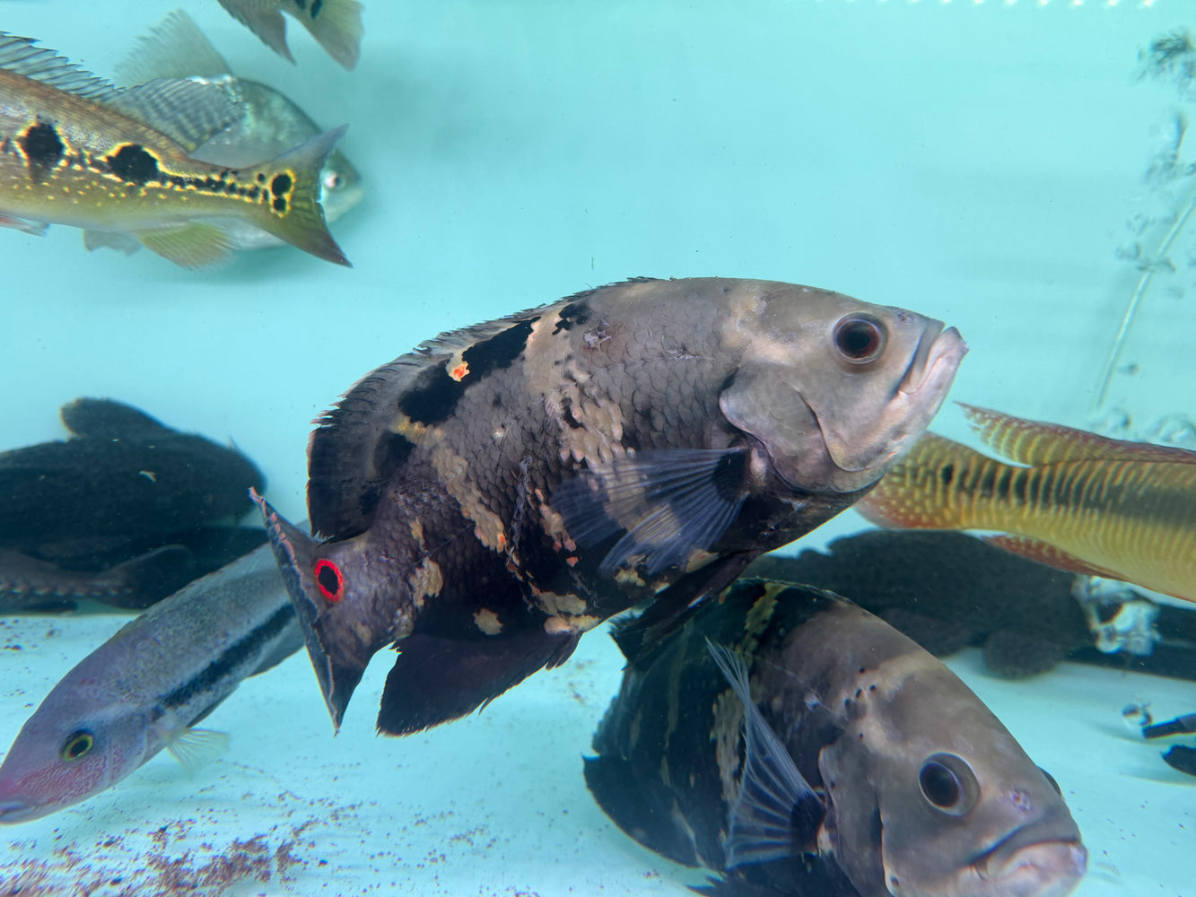* Cichlids * Astronotus crassipinnis (Bumblebee Oscar) 22-25 cm