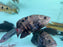 * Cichlids * Astronotus crassipinnis (Bumblebee Oscar) 22-25 cm