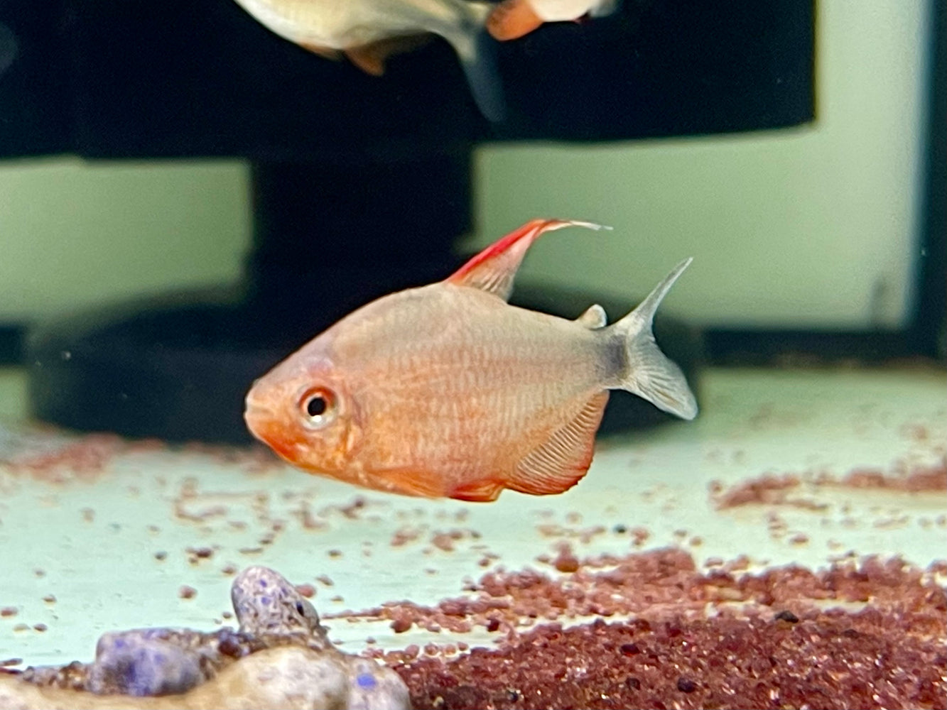 * Tetra/Barb  * Hyphessobrycon Peugeoti