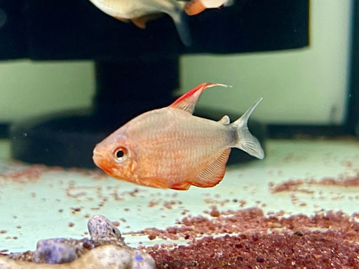 * Tetra/Barb  * Hyphessobrycon Peugeoti