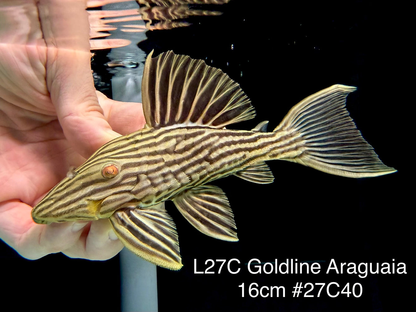 * Pleco *  Panaque armbrusteri (L27C Araguaia GOLDLINE) 16cm #27c40 (Actual piece)