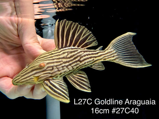 * Pleco *  Panaque armbrusteri (L27C Araguaia GOLDLINE) 16cm #27c40 (Actual piece)