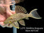 * Pleco *  Panaque armbrusteri (L27C Araguaia GOLDLINE) 16cm #27c40 (Actual piece)