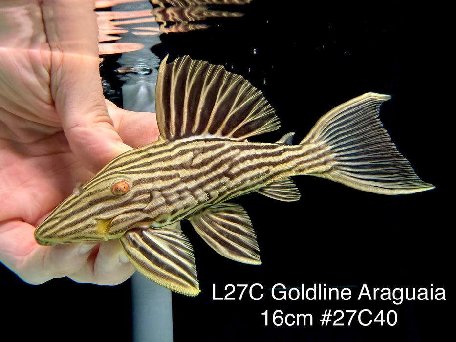 * Pleco *  Panaque armbrusteri (L27C Araguaia GOLDLINE) 16cm #27c40 (Actual piece)