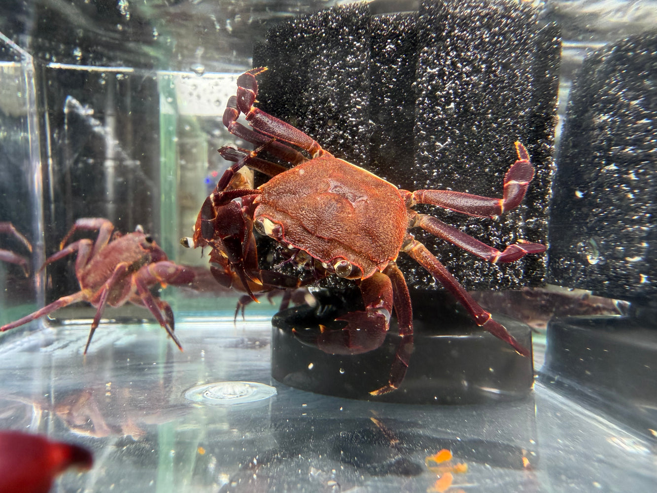 * Shrimps * Syntripsa Matannensis (Matano Purple Crab)