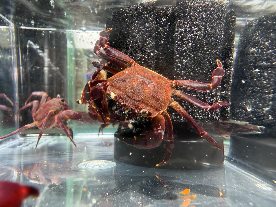 * Shrimps * Syntripsa Matannensis (Matano Purple Crab)