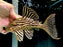* Pleco *  Panaque armbrusteri (L27B Xingu) 21cm #27b21 (Actual piece)