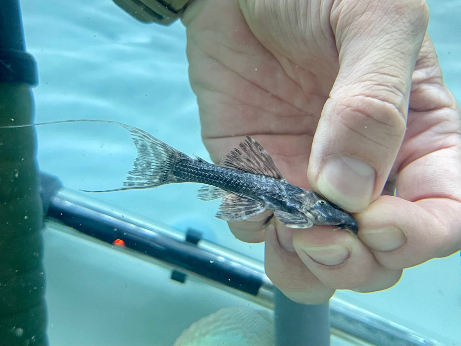 * Pleco *  Pseudacanthicus sp. (L64) 7-10cm
