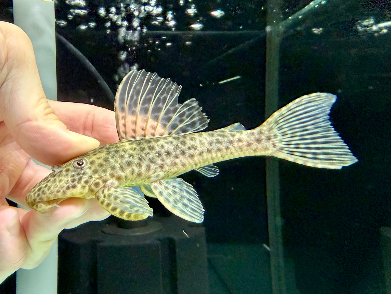 * Pleco *  Hypostomus Jaguar 14-16cm