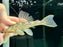 * Pleco *  Hypostomus Jaguar 14-16cm