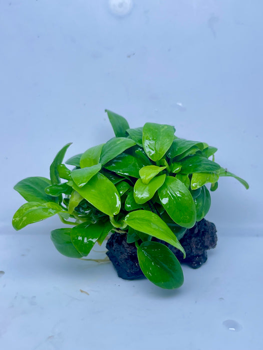 * Plants* Anubias Mini Golden Nana on lava rock (5x5cm) #02