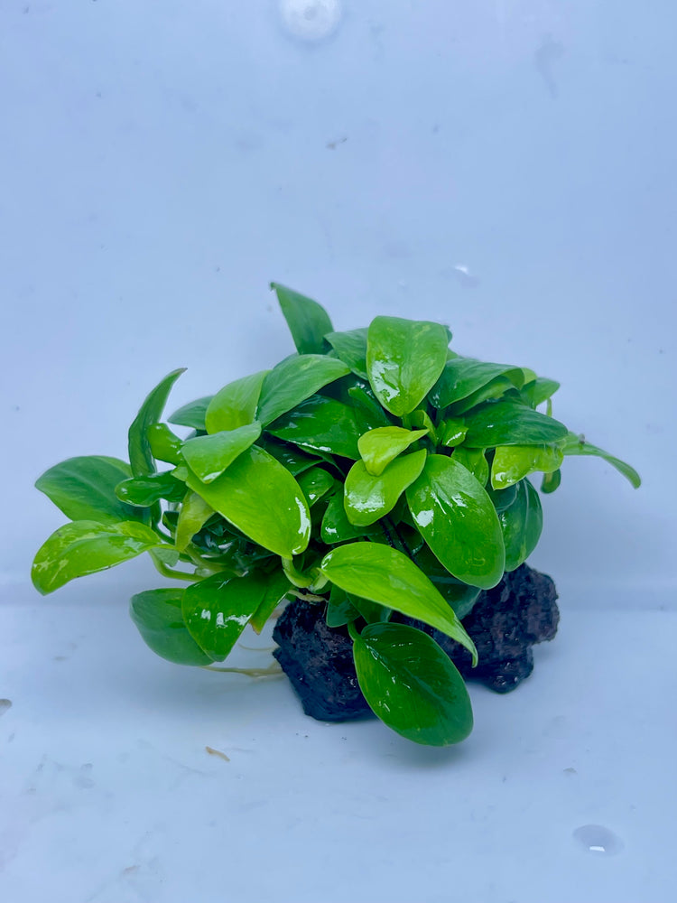 * Plants* Anubias Mini Golden Nana on lava rock (5x5cm) #02