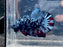 * Betta * Avatar HMPK (Actual Fish) #PK04