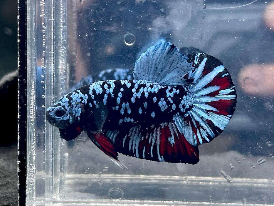 * Betta * Avatar HMPK (Actual Fish) #PK04