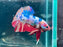 * Betta * Giant Betta #G9 (Actual Fish)