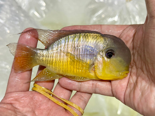 * Cichlids *  Gymnogeophagus balzanii (Argentine humphead) 10-12cm