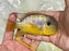 * Cichlids *  Gymnogeophagus balzanii (Argentine humphead) 10-12cm