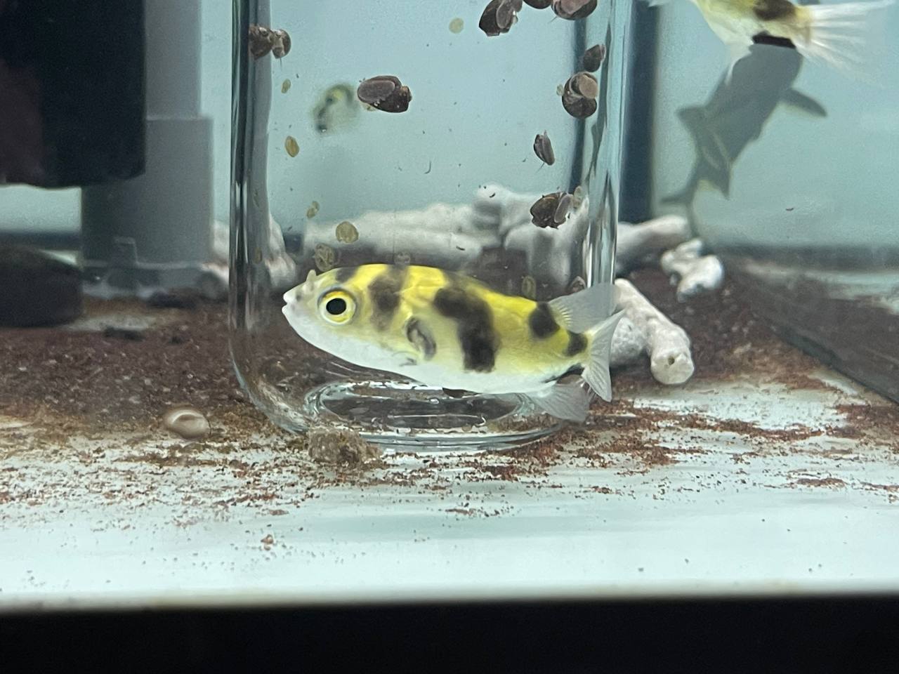 * Other Species * Sphoeroides asellus (SAP South American Puffer) 5cm