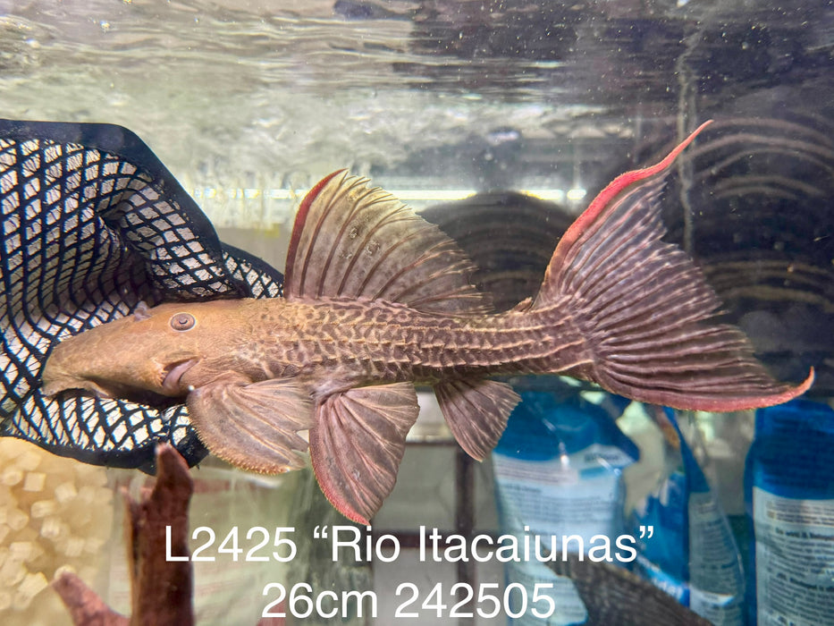 * Pleco *  Pseudacanthicus sp. L2425 “Rio Itacaiunas” 26cm #242505 (Actual piece)