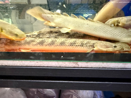 * Polypterus * Polypterus Palmas Palmas