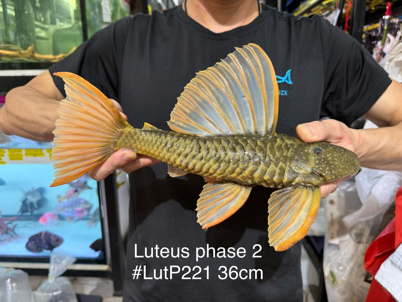 * Pleco *  Hypostomus Luteus phase 2 36cm #LUTP221 (Actual Piece)