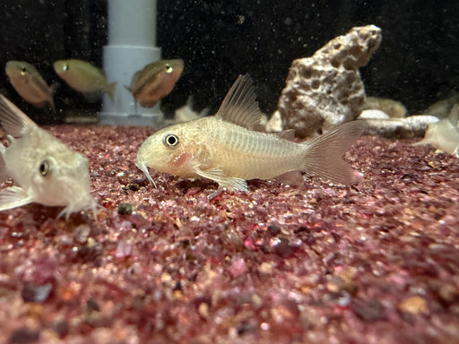 * Corydoras *  Hoplisoma Polystictus