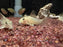* Corydoras *  Hoplisoma Polystictus